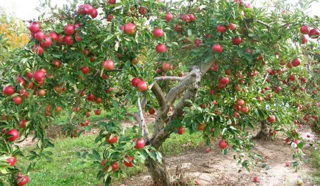 How Many Apples Are In A Seed?