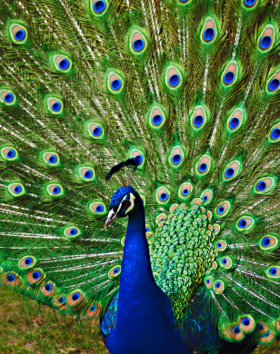 peacock