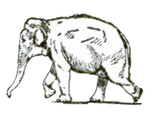 Elephant_12.gif