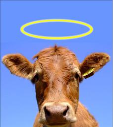 sacred-cow