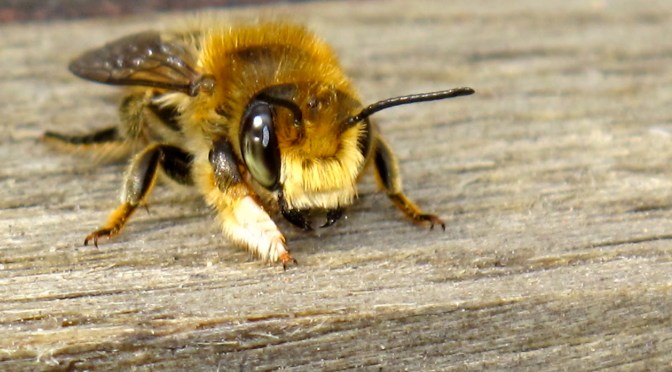 Being a Bee’s Kneeser